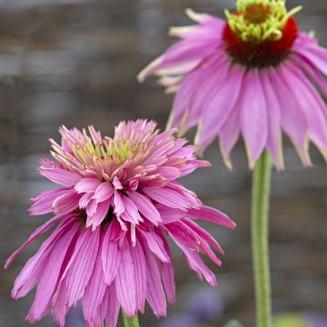 Echinacea purpurea Double Decker (semi)