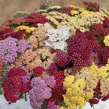 Achillea (x) millefolium Flowerburst Fruitbowl