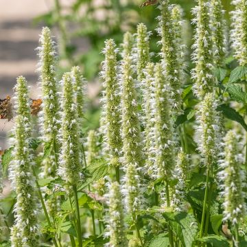 Agastache rugosa Alabaster (semi) - Menta coreana