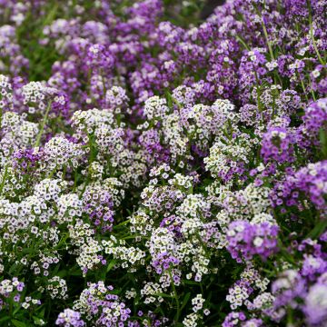 Lobularia maritima Wandering Mix - Alisso marittimo