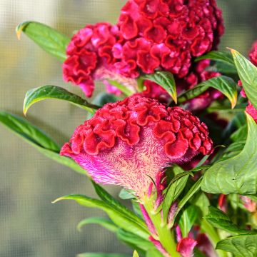 Celosia argentea cristata Red Velvet - Cresta di gallo