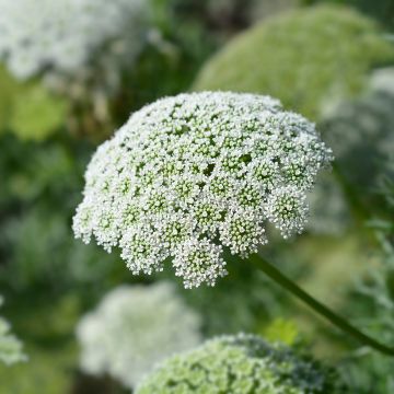 Ammi visnaga Casablanca - Visnaga