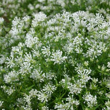 Asperula orientalis Cloud Nine (semi) - Asperula orientalis