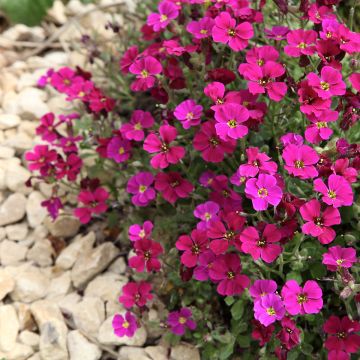 Aubrieta Royal Red - Aubrezia