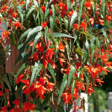 Begonia boliviensis