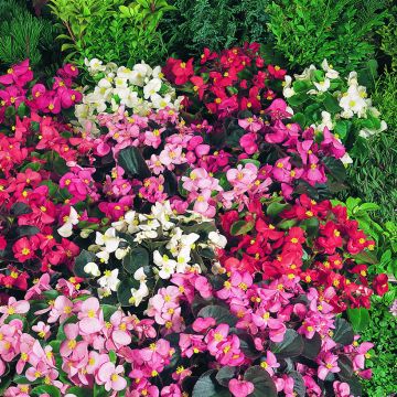 Begonia semperflorens Organdy Mix (semi)