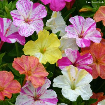 Mirabilis jalapa (semi) - Bella di notte