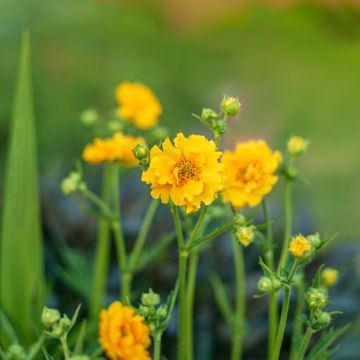 Geum chiloense Lady Stratheden (semi)