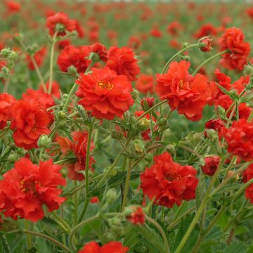 Geum chiloense Red Dragon