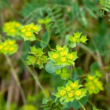 Bupleurum rotundifolium Green Gold - Bupleuro perfogliato