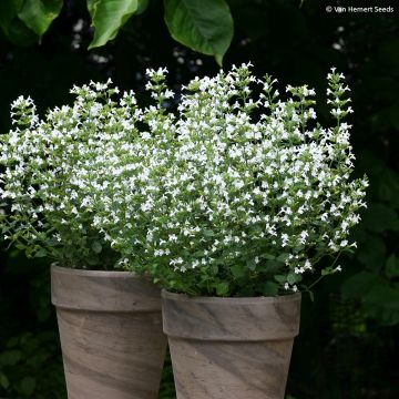 Calamintha nepeta Marvelette White - Mentuccia comune