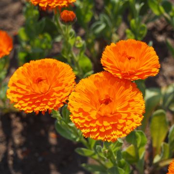 Calendula officinalis Ball’s Orange - Calendola