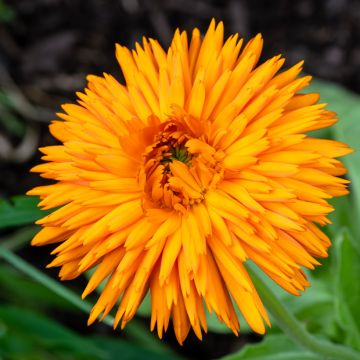 Calendula officinalis Calexis Orange - Fiorrancio