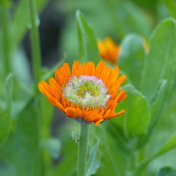 Calendula officinalis Greenheart Orange - Fiorrancio