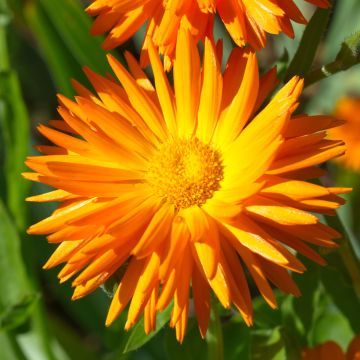 Calendula officinalis Porcupine - Calendola