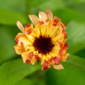 Calendula officinalis Sherbet Fizz - Calendola