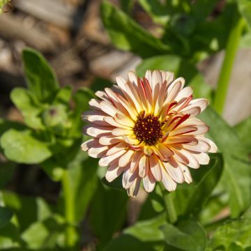 Calendula officinalis Sunny Girl - Calendola