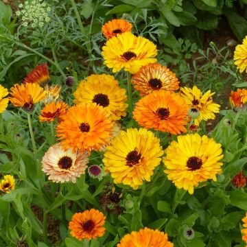 Calendula officinalis Touch of Red Mixed - Calendola