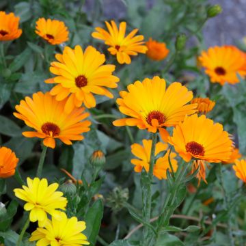 Calendula officinalis orange simple - Fiorrancio