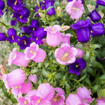 Campanula medium (semi) - Campanula toscana