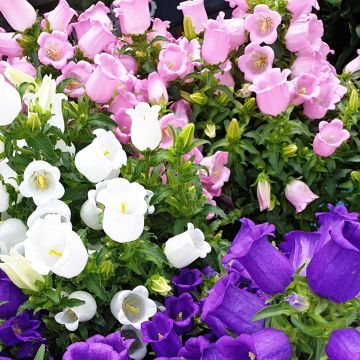 Campanula medium Mix (semi) - Campanula toscana