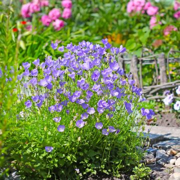 Campanula carpatica (semi) - Campanula dei Carpazi