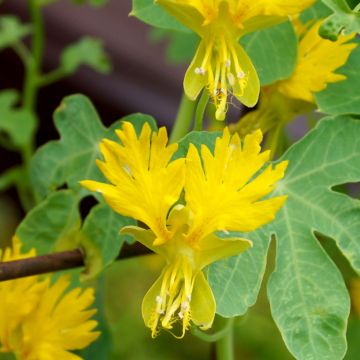 Tropaeolum peregrinum - Nasturzio