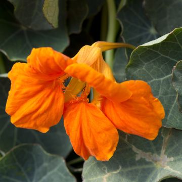 Nasturzio Baby Orange