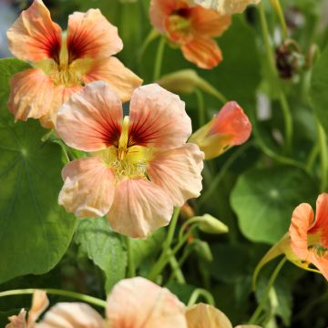 Nasturzio Tip-Top Apricot