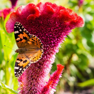 Celosia cristata Fan Dance Purple - Cresta di gallo