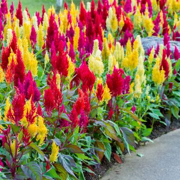 Celosia argentea var. plumosa - Amaranto piumoso