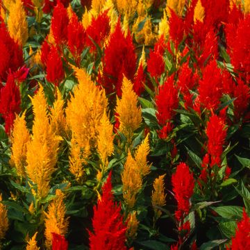 Celosia argentea var. plumosa Fresh look Red & Yellow - Amaranto piumoso