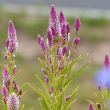 Celosia argentea var. spicata Flamingo Feather