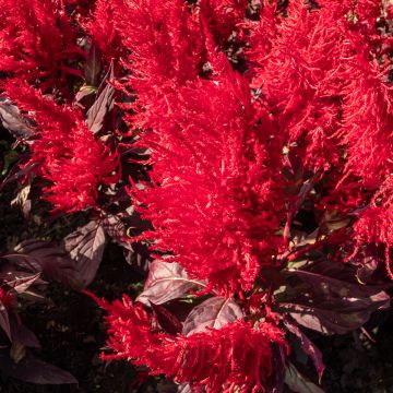 Celosia argentea plumosa China Town - Amaranto piumoso