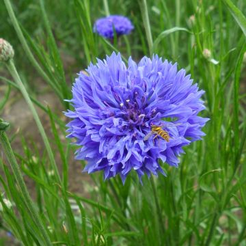 Centaurea cyanus Blue Boy - Fiordaliso vero