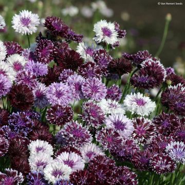 Centaurea cyanus Classic Magic - Fiordaliso vero