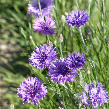 Centaurea cyanus Lady Mauve - Fiordaliso vero