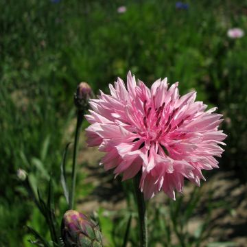 Centaurea cyanus Pinkie - Fiordaliso vero