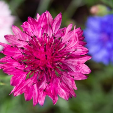 Centaurea cyanus Red Boy - Fiordaliso vero