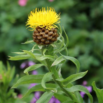 Centaurea macrocephala Yellow - Fiordaliso