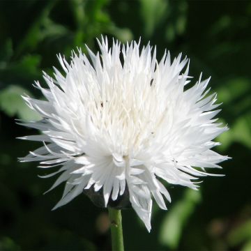 Centaurea moschata The Bride - Fiordaliso