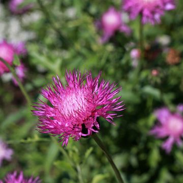 Centaurea moschata Splendens pourpre - Fiordaliso