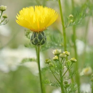 Centaurea suaveolens Yellow - Fiordaliso