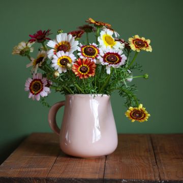 Chrysanthemum carinatum Rainbow - Crisantemo