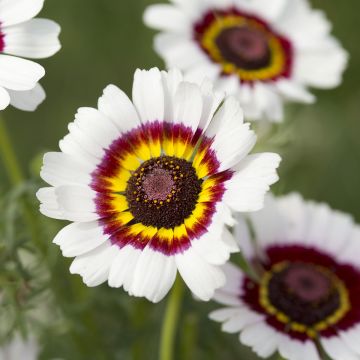 Chrysanthemum carinatum Cockade - Crisantemo