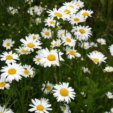 Chrysanthemum vulgare - Tanaceto