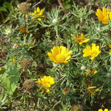 Cladanthus arabicus Golden Crown - Calendula araba