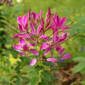 Cleome Cherry Queen