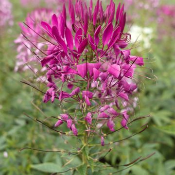 Cleome Violet Queen