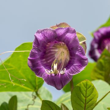 Cobaea scandens Violet Blue Bells - Cobea